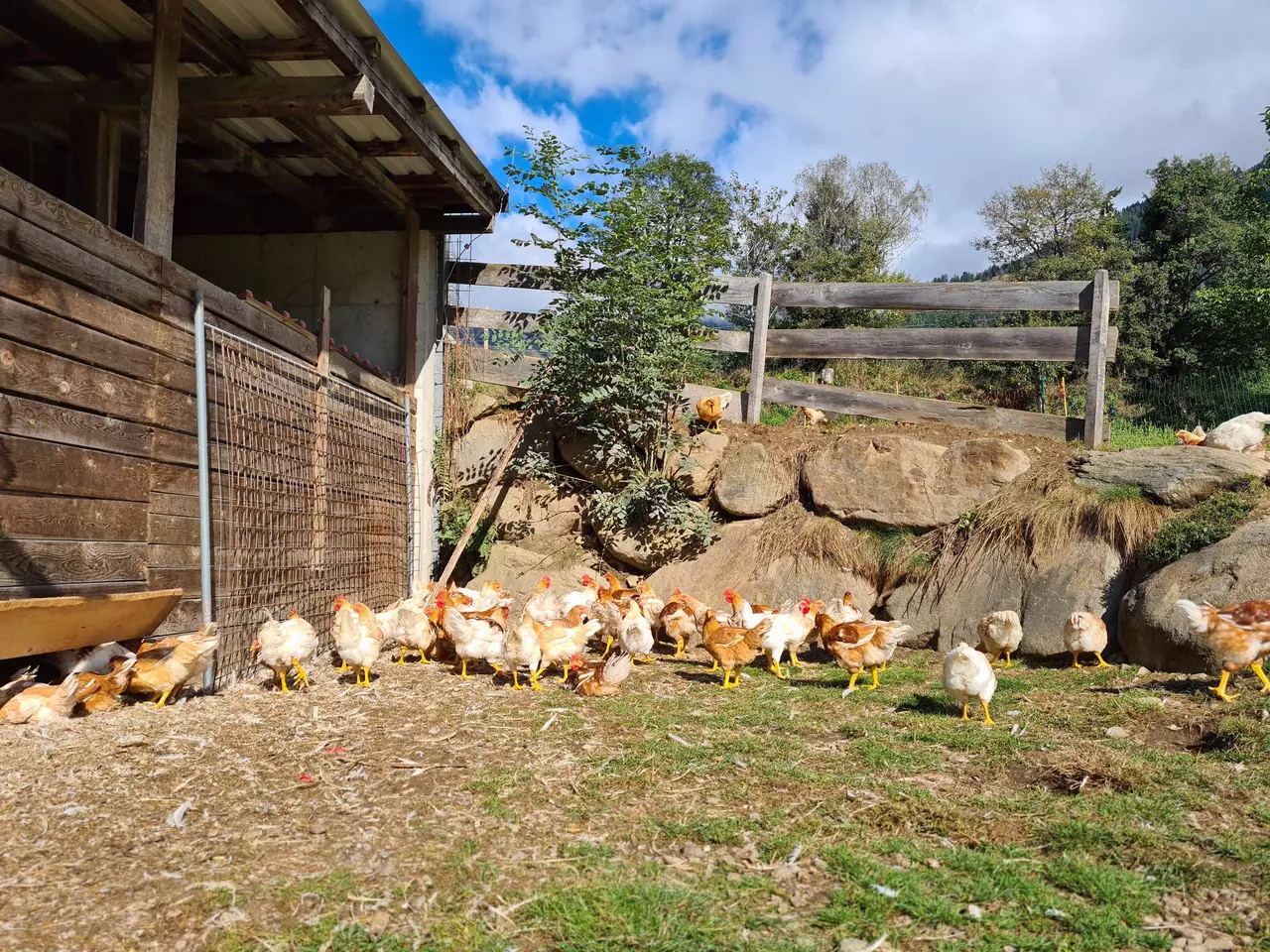 Viele Wildhendl in einem Freistall