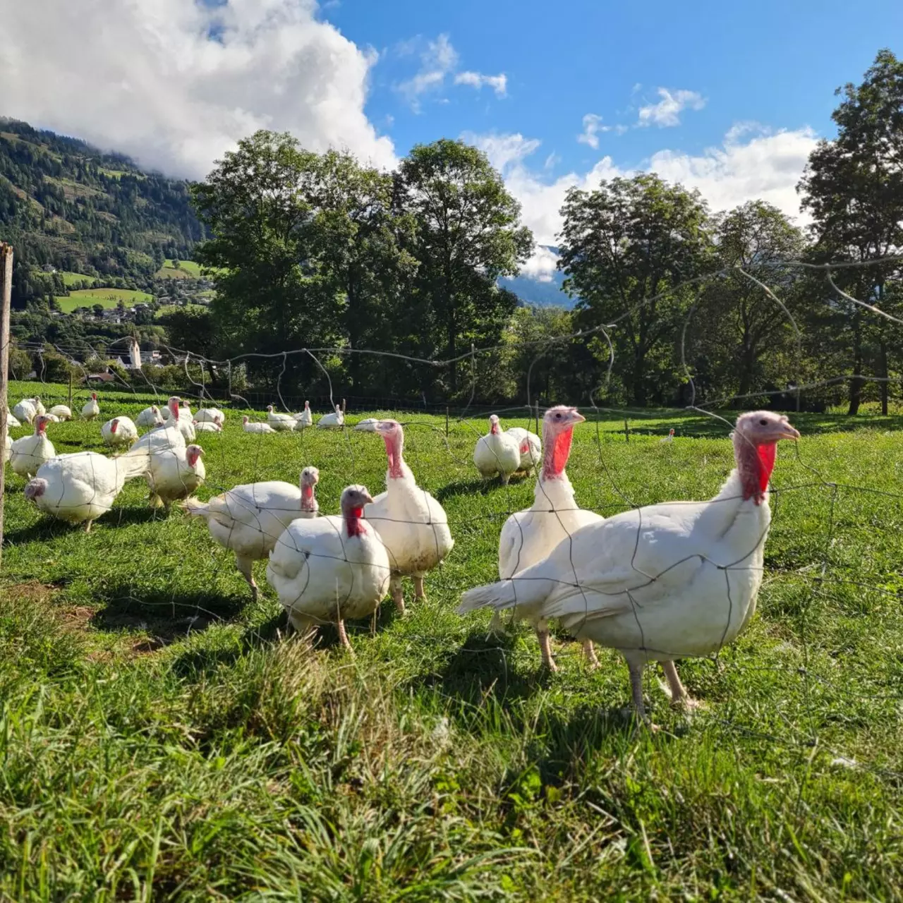 Viele weiße Puten auf einer grünen Wiese